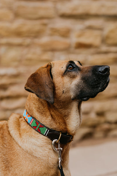 Dog Collars