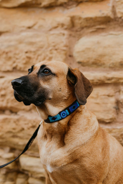 Beaded Leather Dog Collar